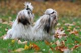 SHIH TZU 137